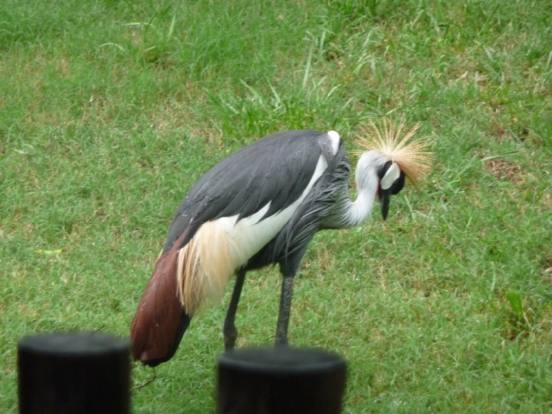African Crowned Crane.JPG